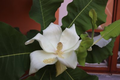 Magnolia macrophylla - šácholan velkolistý - rozevřený květ